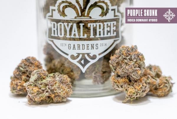 Royal Tree Gardens Purple Skunk Royals Cannabis