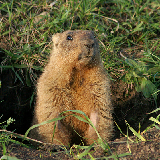 marmot royals cannabis shop spokane